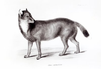 Canis Antarcticus door English School